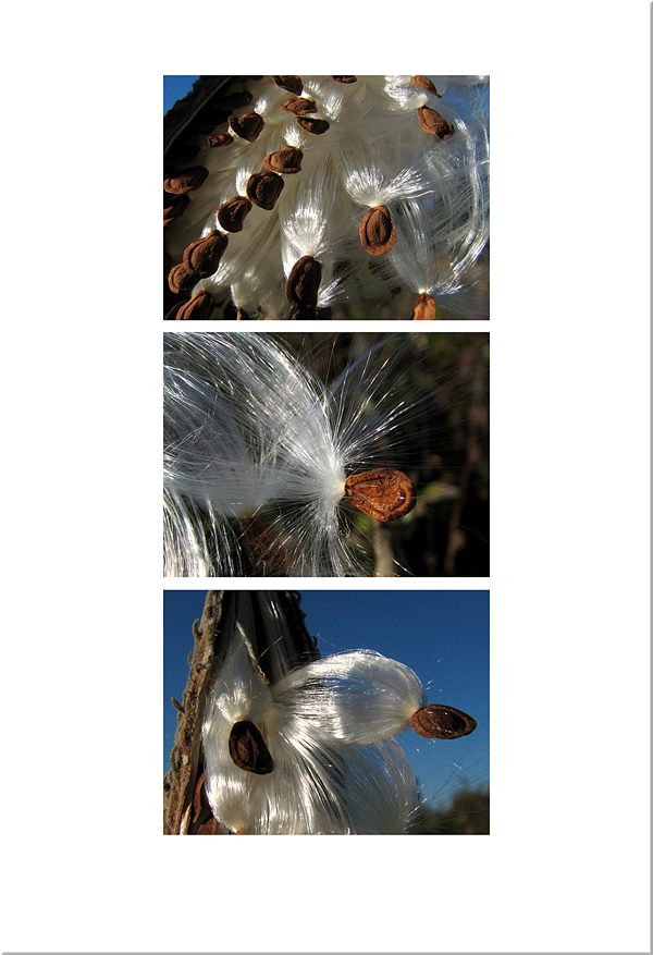 milkweed_09_trip_a.jpg