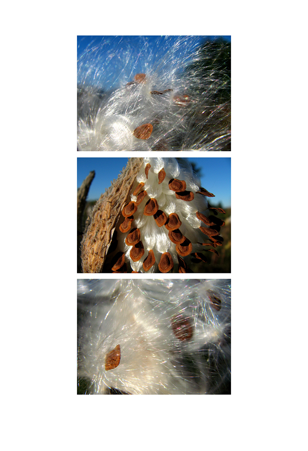 milkweed_09_trip_b.jpg